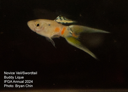 guppy double swordtail